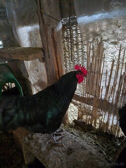 Predam mladych kohutov - 5