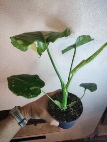 Monstera Thai Constellation - Thajka - 5