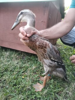 Indicky bezec - 5