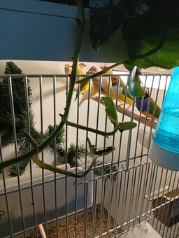 Amadina gouldova, drobotina - 5