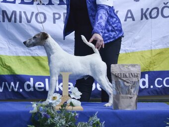 Foxteriér hladkosrstý od Hrubého lesa - 5