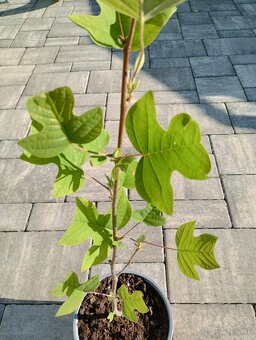 Ľaliovník tulipánokvetý - 5