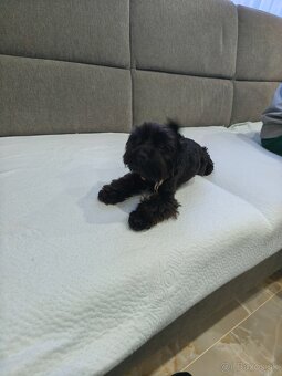 Black Yorkshire terrier - 5