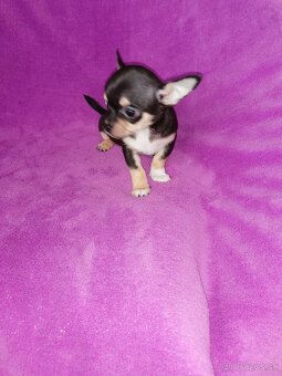 Čivava krátkosrstá - 5