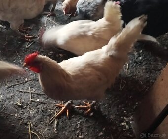 Predam 3 kohutov - 5