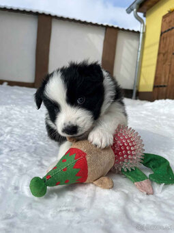 Border kólia s PP - 5