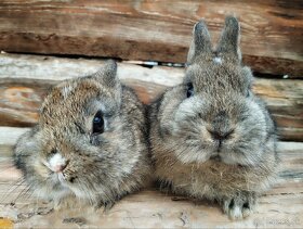 Zakrslé králiky-zajačiky - 5