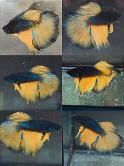 Betta Splendens - Bojovnica Pestrá. - 5