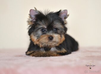 YORKSHIRE TERRIER s PP rodokmenom - yorkshirsky terier - 5