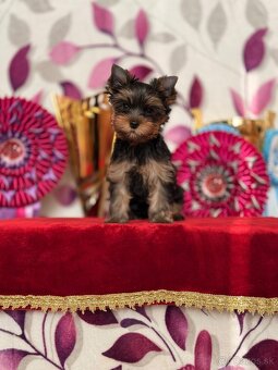 Yorkshire terrier, york - 5