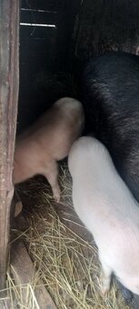 Vietnamske odstavčata - 5