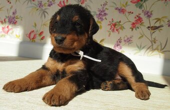 Airedale teriér / Erdelterier - šteniatka s PP - 5