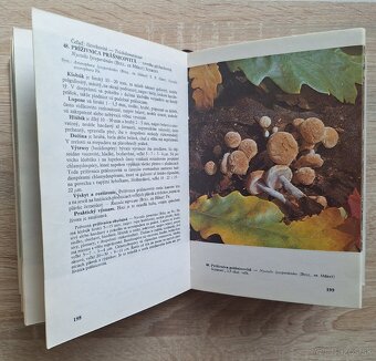 Huby lesov, poli a luk - 5