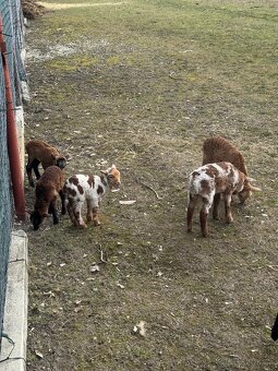 Predám Kamerunske jahňatá - 5