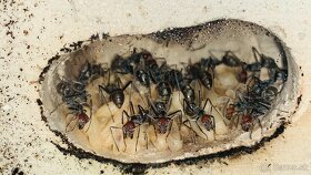 Mravce - Camponotus singularis - 5