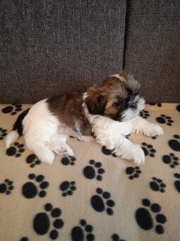 Psy shih-tzu - 5