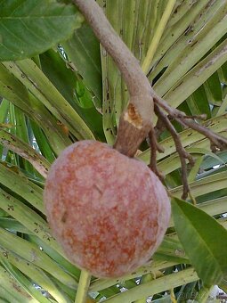 Anonna reciculata-Byčie srdce - 5