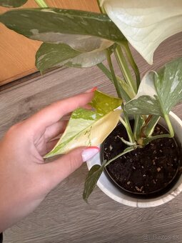 monstera thai - 5