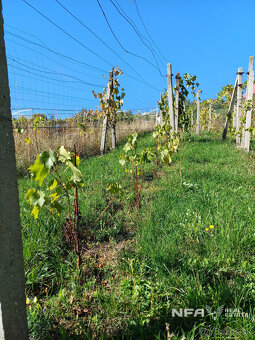 Biovinica s krásnym výhľadom v Pukanci - 5