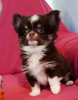 Čivava  dlhosrstá   -  1psík + 1fenka - 5