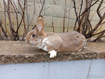 Predám králiky - 5