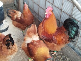 Nasadové vajcia hempšír - 5