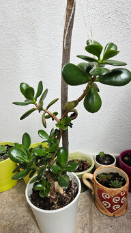 Rastlina tučnolist, priemer kvetináča cca 13 cm - 5