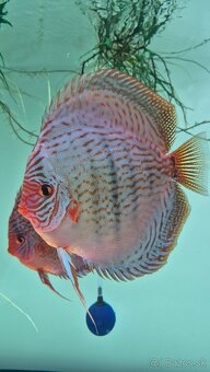 Tercovce - Discus - 5