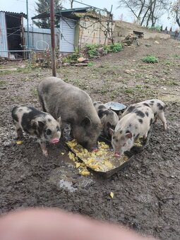 Predám vietnamské prasiatka - 5