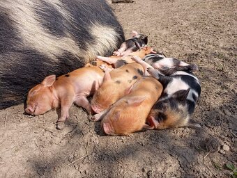 Kune Kune - selátka - 5