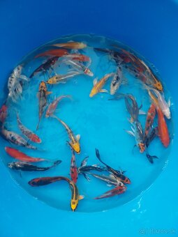 Koi kapre - 5