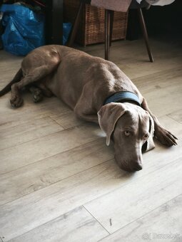 Weimarský stavač 2.ročný - 5