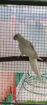 Alexander maly, velky - 5