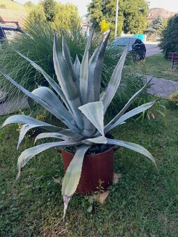 AMERICKÁ AGAVE - 5