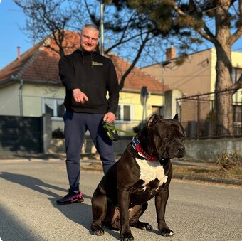 American bully XL, pitbull xxl - 5