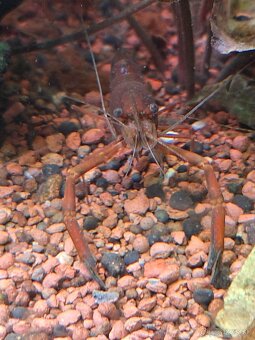 Macrobrachium dayanum krevetka čokoládová - 5