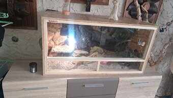 Agama+terarium - 5