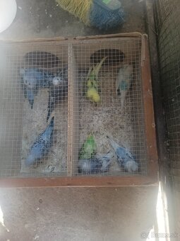 Predám korely aj andulky - 5