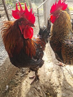 Predám kohútov - 5