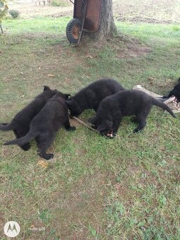 Šteniatka nemecký ovčiak - 5