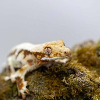 Pagekony riasnaté a doplnky - 5