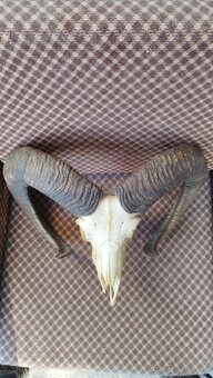 Predám trofej muflona parožie zhody trofeje - 5