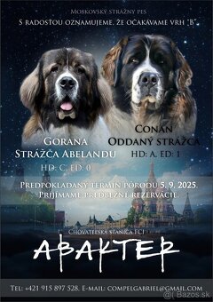 Moskovský strážny pes – pes (šteniatko) s PP - 5