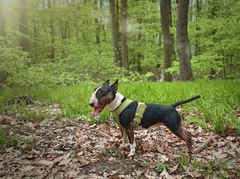 Mini bullterier / Miniature Bullterrier - psík - 5