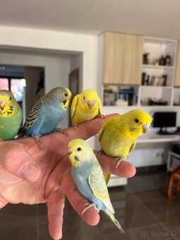 Andulka  mlada Maznačik - 5