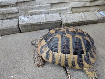 Suchozemská korytnačka - 5