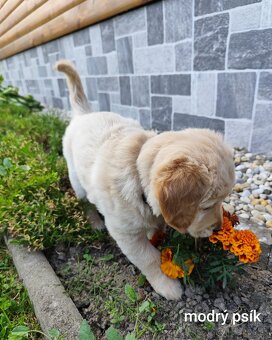 Zlatý retriever šteniatka - 5