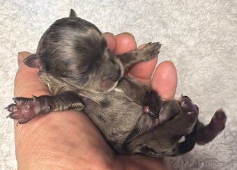 Biewer Yorkshire Terrier s PP - 5