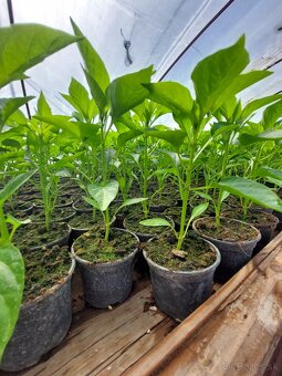 Planty paradajkové, paprikové, zelerové - 5