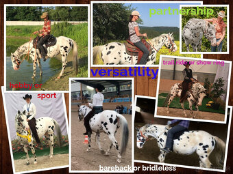Appaloosa Black Leopard – pripúšťanie - 5